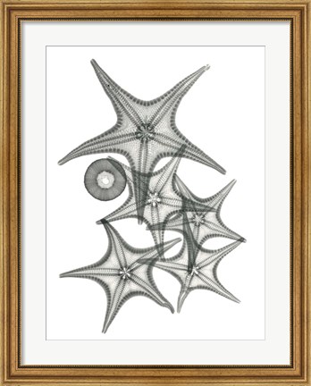 Framed Starfish Bunch F149 Print