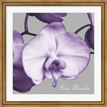 Framed Thankful Orchids Print