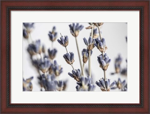 Framed Lavender Bouquet Print