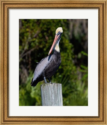 Framed Pelican Watching Print