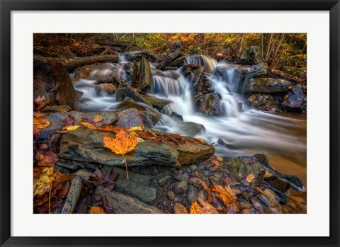 Framed Fallen Leaf in Ricketts Glen Print