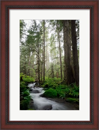 Framed Woodland Cascades Print