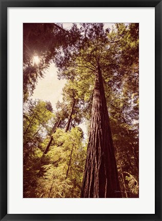 Framed Redwoods 1 Print