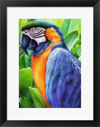 Framed Macaw Print