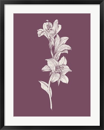 Framed Lily Purple Flower Print