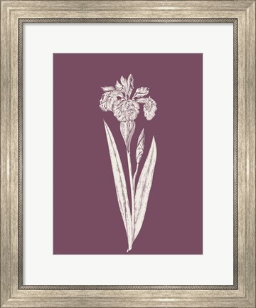 Framed Iris Purple Flower Print