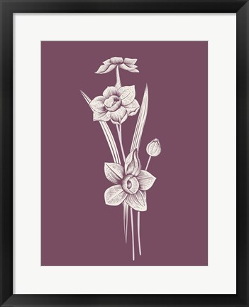 Framed Narcissus Purple Flower Print