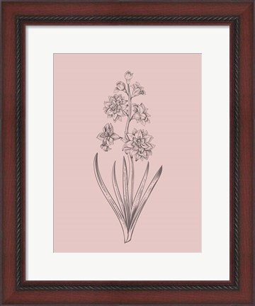 Framed Hyacinth Blush Pink Flower Print