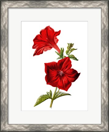 Framed Crimson Petunia Flower Print