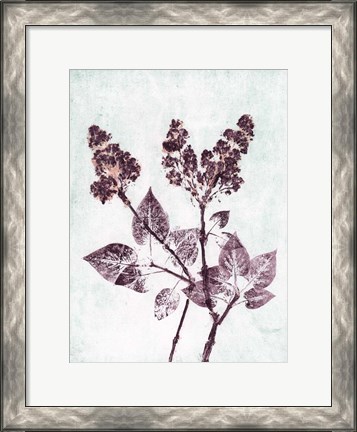 Framed Lilac 1 Aqua Plum Print