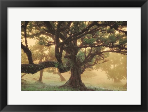 Framed Tree Dreams Print