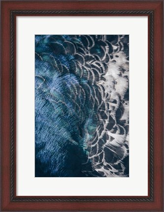 Framed Peacock Study II Print