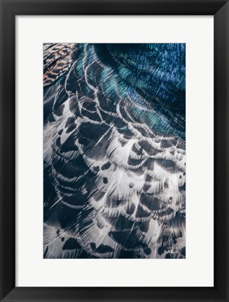 Framed Peacock Study I Print