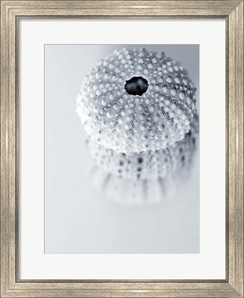 Framed Urchins Print