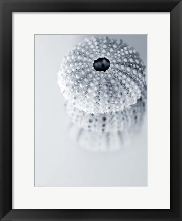 Framed Urchins Print