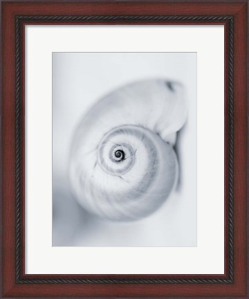 Framed Moon Snail Print