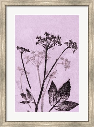 Framed Ground Elder Violet Print