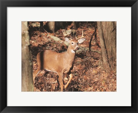 Framed Deer on Alert Print