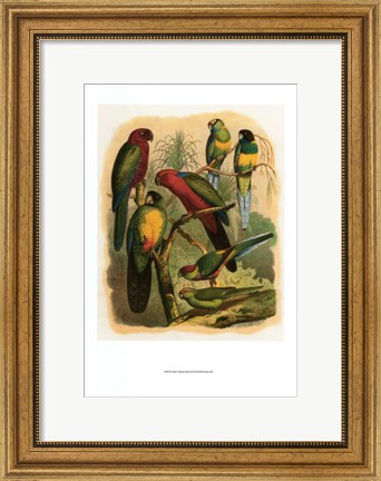 Framed Tropical Birds II Print