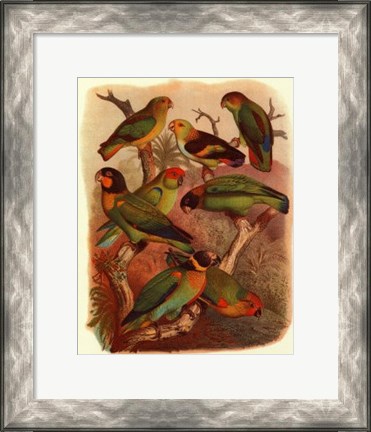 Framed Tropical Birds IV Print