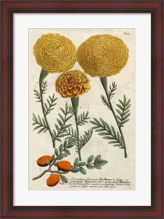 Framed Marigold Magic I Print