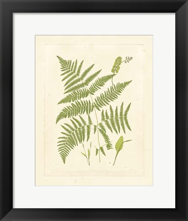 Framed Ferns with Platemark I Print