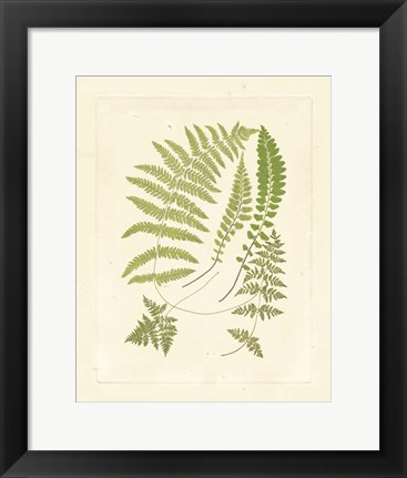 Framed Ferns with Platemark II Print