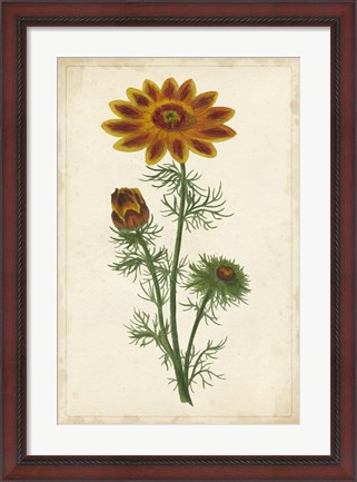 Framed Vibrant Curtis Botanicals I Print