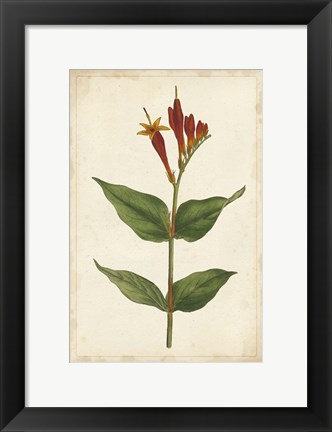 Framed Vibrant Curtis Botanicals III Print