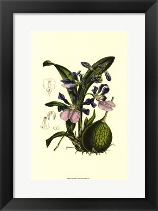 Framed Exotic Foliage IV Print