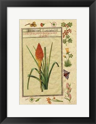 Framed India Nature Study III Print