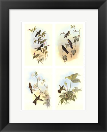 Framed Miniature Gould Hummingbirds Print