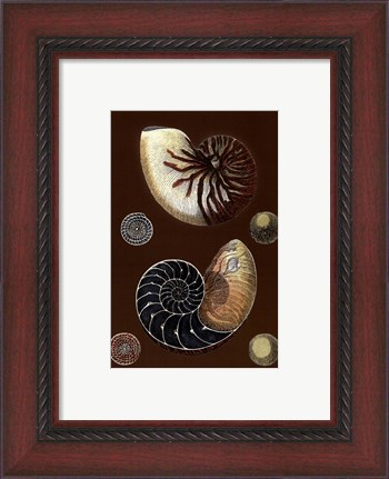 Framed Shells on Cocoa I Print