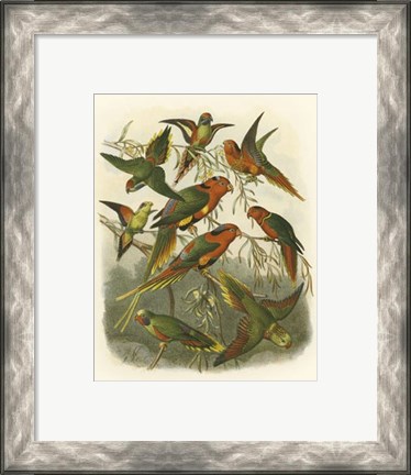 Framed Red Cassel Birds I Print