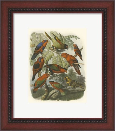 Framed Red Cassel Birds II Print