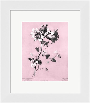 Framed Amaryllis on Pink Print