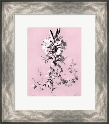 Framed Lilium on Pink Print