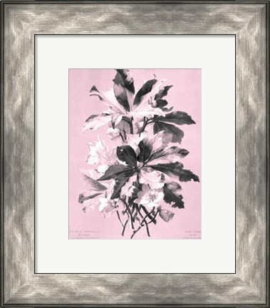 Framed Ellebore on Pink Print