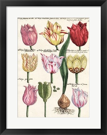 Framed Tulips En Masse II Print
