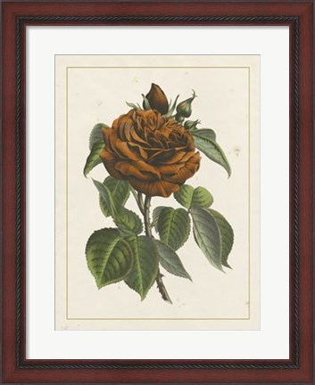 Framed Chinese Red Rose I Print