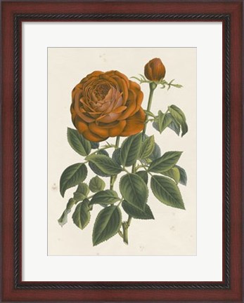 Framed Chinese Red Rose II Print