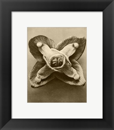 Framed Sepia Botany Study V Print