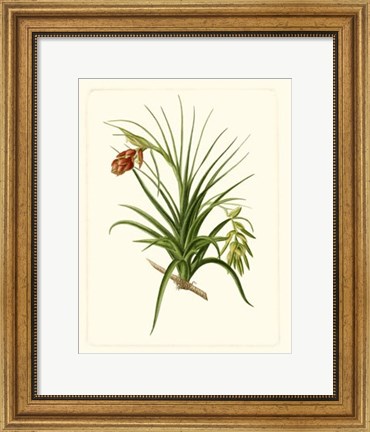 Framed Exotic Flora III Print