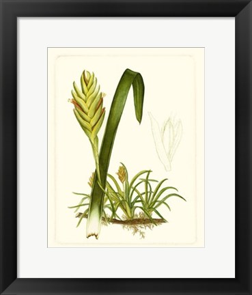 Framed Exotic Flora IV Print