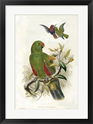 Framed Parrots I Print