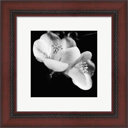 Framed Quince Blossoms VI Print