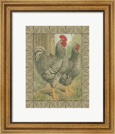 Framed Cassell&#39;s Roosters with Border II Print
