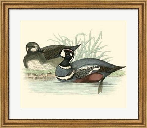 Framed Ducks IV Print