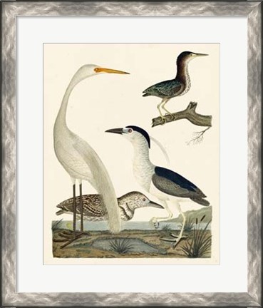 Framed Heron Family II Print