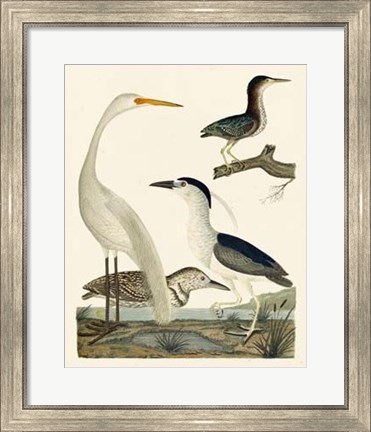 Framed Heron Family II Print